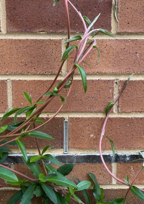 Weepa in brick wall