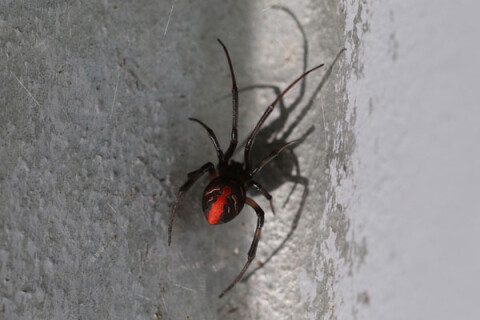 redback spider