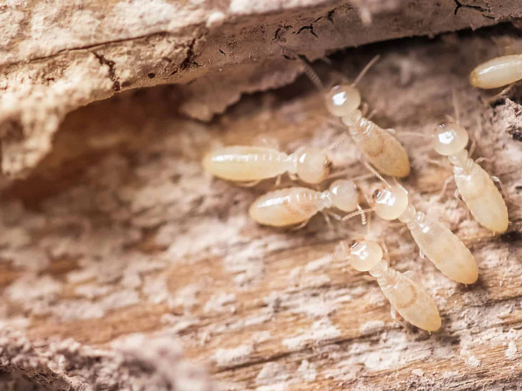 Soldier termite hi-res stock photography and images - Alamy